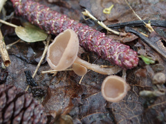 Ciboria amentacea