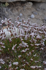 Acantholimon