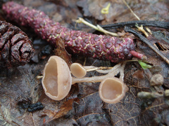 Ciboria amentacea