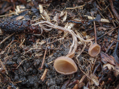 Ciboria amentacea