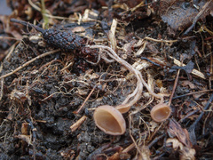 Ciboria amentacea