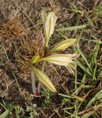 Cyrtanthus loddigesianus