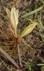 Cyrtanthus loddigesianus