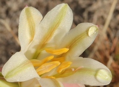Cyrtanthus loddigesianus