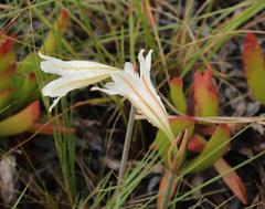 Cyrtanthus loddigesianus