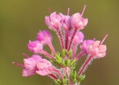 Erica chamissonis