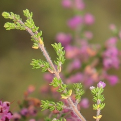 Erica chamissonis