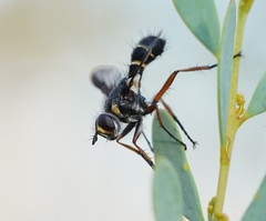 Cylindromyia nigricosta