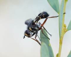 Cylindromyia nigricosta