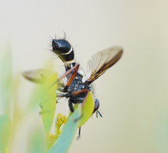 Cylindromyia nigricosta