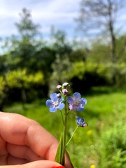 Omphalodes nitida