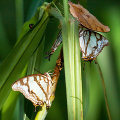 Polyura zoolina