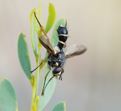 Cylindromyia nigricosta
