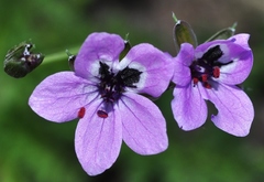 Erodium praecox