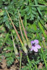 Erodium praecox