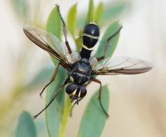 Cylindromyia nigricosta
