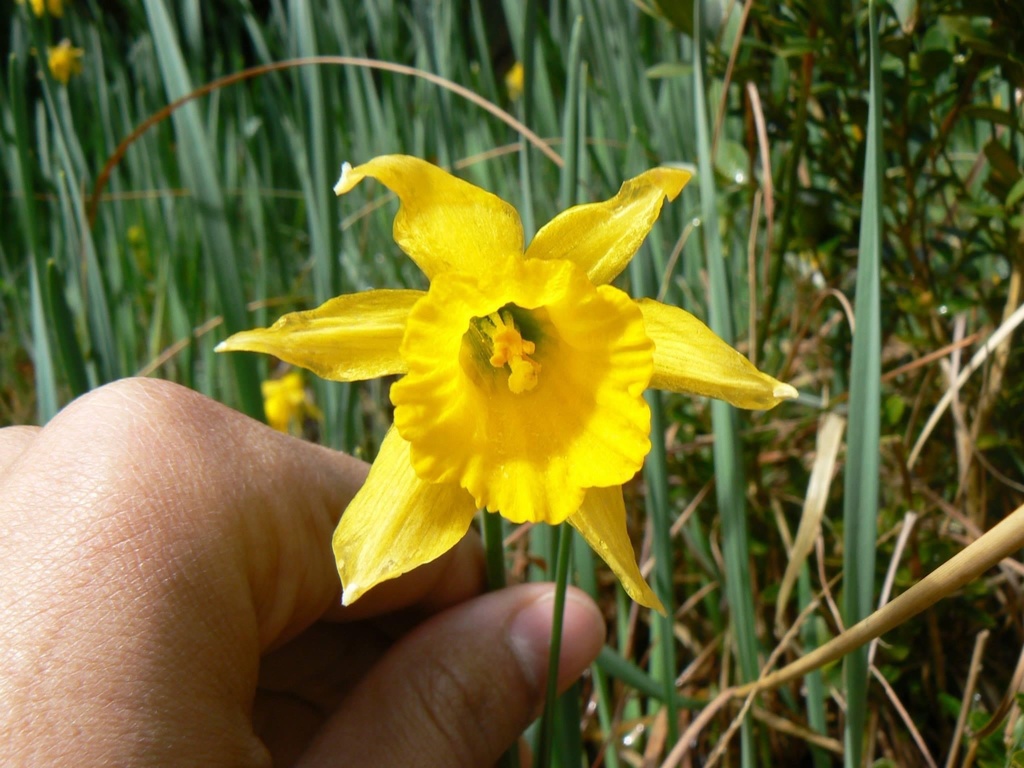 Narcissus longispathus
