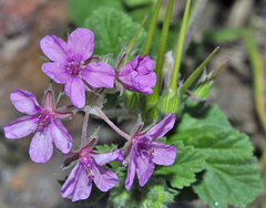 Erodium chium