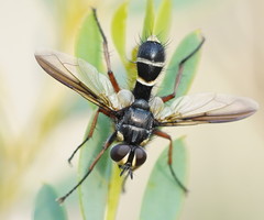 Cylindromyia nigricosta