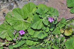 Erodium chium