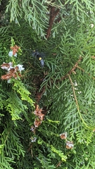 Laeviscolia frontalis