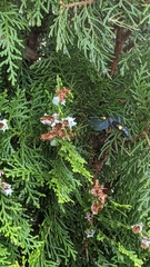 Laeviscolia frontalis