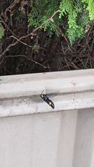 Laeviscolia frontalis