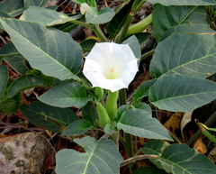 Datura innoxia