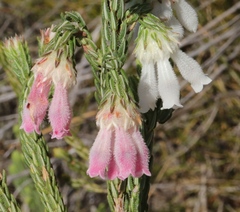 Erica pectinifolia