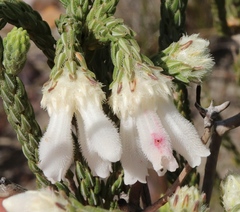 Erica pectinifolia