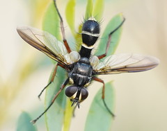 Cylindromyia nigricosta