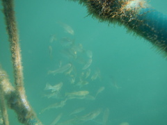 Helotes octolineatus