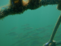 Helotes octolineatus