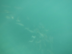 Helotes octolineatus