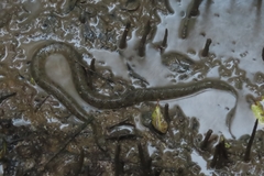 Cerberus schneiderii