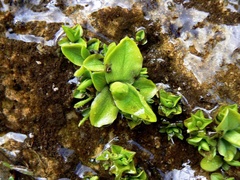 Pinguicula vallisneriifolia