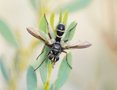 Cylindromyia nigricosta
