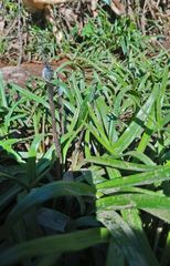 Cryptocoryne retrospiralis