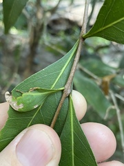 Notelaea punctata