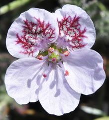 Erodium daucoides