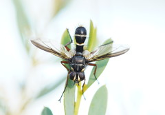 Cylindromyia nigricosta