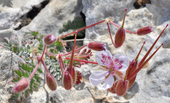 Erodium daucoides