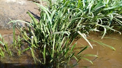 Cryptocoryne retrospiralis