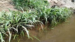 Cryptocoryne retrospiralis