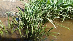 Cryptocoryne retrospiralis