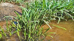 Cryptocoryne retrospiralis