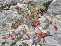 Erodium daucoides