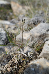 Draba lactea