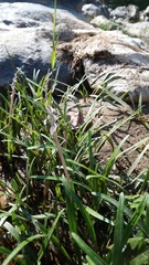 Cryptocoryne retrospiralis