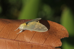 Castrica phalaenoides